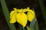 Paleyellow iris